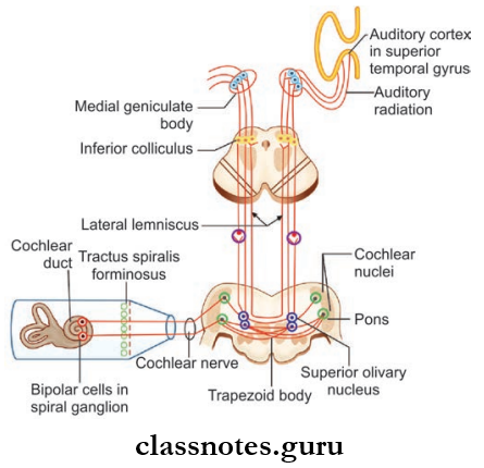 Cranial Nerves Cochlear Nerve And Auditory Pathway