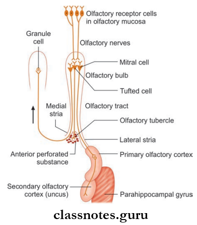 Cranial Nerves Components Of Olfactory Path