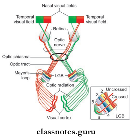 Cranial Nerves Components Of Visual Pathway