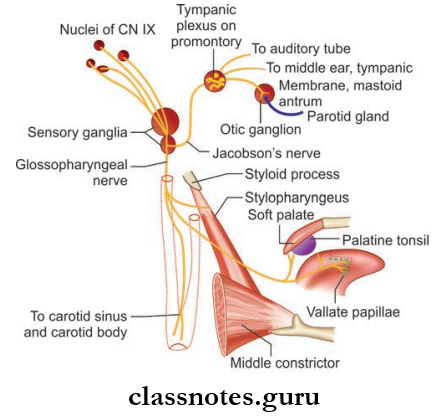Cranial Nerves Course And Distribution Of Glossopharyngeal Nerve