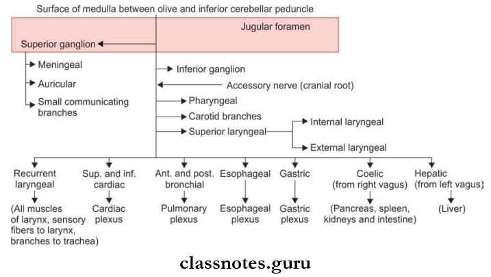 Cranial Nerves Course And Distribution Of Vagus Nerve Flowchart