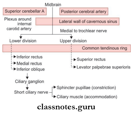Cranial Nerves Course And Pathway Of Oculomotor Nerve