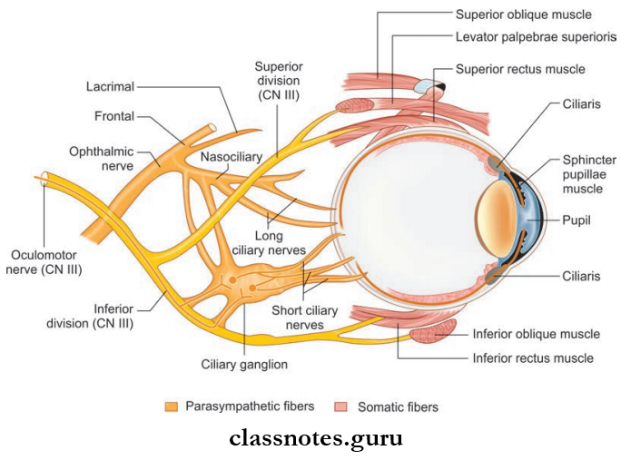 Cranial Nerves Distribution Of Oculometer Nerve Inside The Orbit