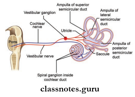 Cranial Nerves Distribution Of Vestibular Nerve To Receptors In Semicircular Ducts, Utricle And Saccule And Of Cochlear Nerve To Organ Of Corti Inside Duct
