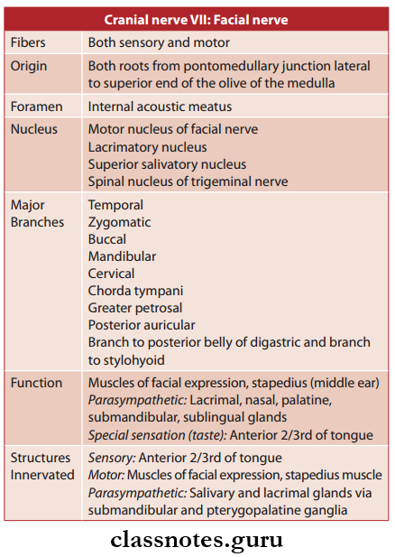 Cranial Nerves Facial Nerve