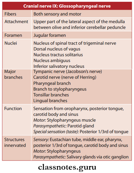Cranial Nerves Glossopharyngeal Nerve