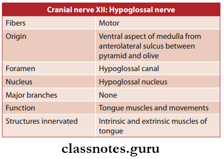 Cranial Nerves Hypoglossal Nerve