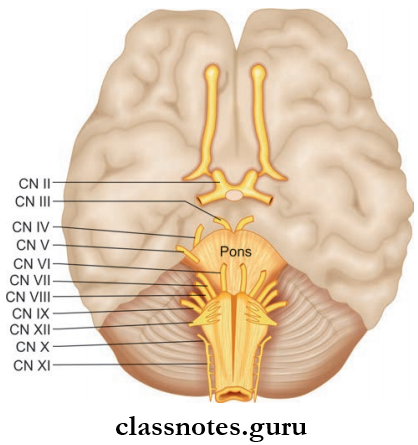 Cranial Nerves Inferior Surface Of Brain Showinmg The Cerebrum, Cerebellum And Brainstem