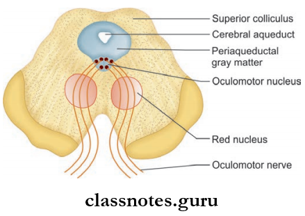 Cranial Nerves Nuclei Origin, Intraneural Course In Midbrain And Points Of Emergence From Crus Cerevbri Of The Oculomotor Nerve