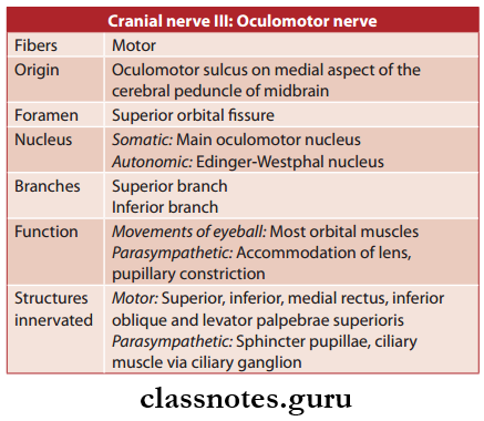 Cranial Nerves Oculomoror Nerve