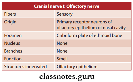 Cranial Nerves Olfactory Nerve