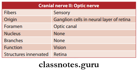 Cranial Nerves Optic Nerve