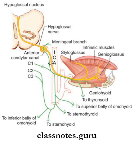 Cranial Nerves Origin, Course, Communication And Distribution Of Hypoglossal Nerve