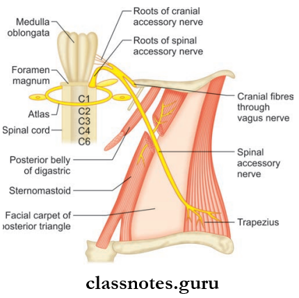 Cranial Nerves Origin Of Cranial And Spinal Parts Of Accessory Nerve And Course Of Spinal Part Via Posterior Trangle Of Neck