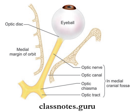 Cranial Nerves Origin Of Optic Nerve From The Retina And Trermination In Optic Chiasma