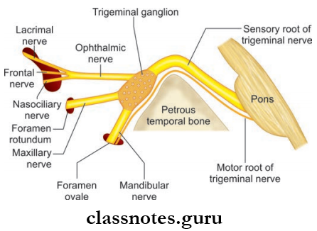 Cranial Nerves Points Of Emergence Of Motor And Sensory Roots Of Trigeminal Nerve From The Pons And Emergence Of Divisions