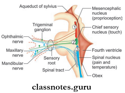 Cranial Nerves Termination Of Sensory Fibers Of Ophthalmic, Maxillary And Mandibular Nerves