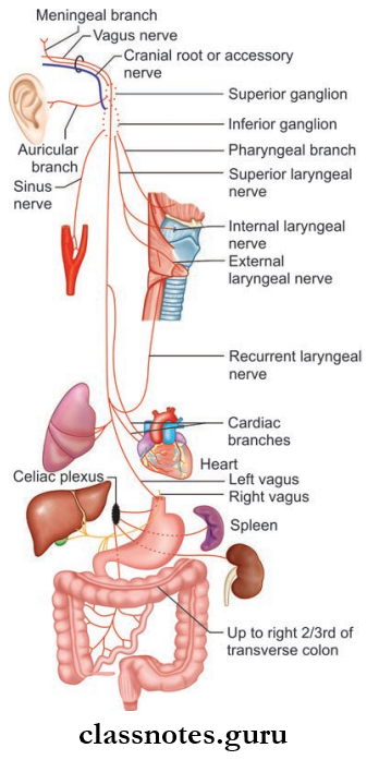 Cranial Nerves Territory Of Distribution Of Vagus Nerve In The Neck, Throax And Abdomnen