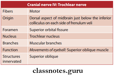 Cranial Nerves Trochlear Nerve