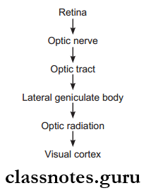 Cranial Nerves Visual Pathway