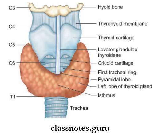 Deep Structure Of Neck Question And Answers - Class Notes