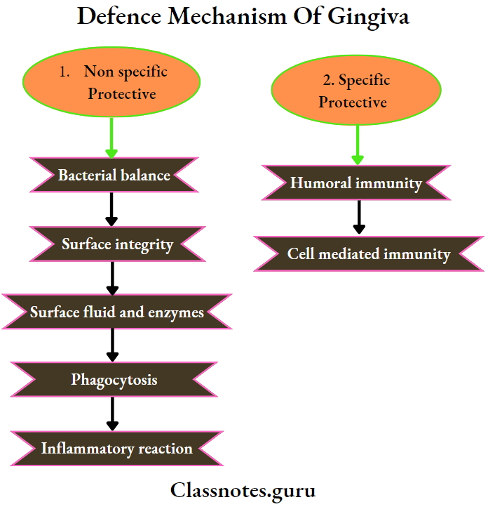Defence Mechanism Of Gingiva Non specific and Specific protective