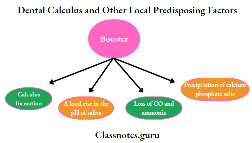 Dental Calculus and Other Local Predisposing Factors Booster mechanism