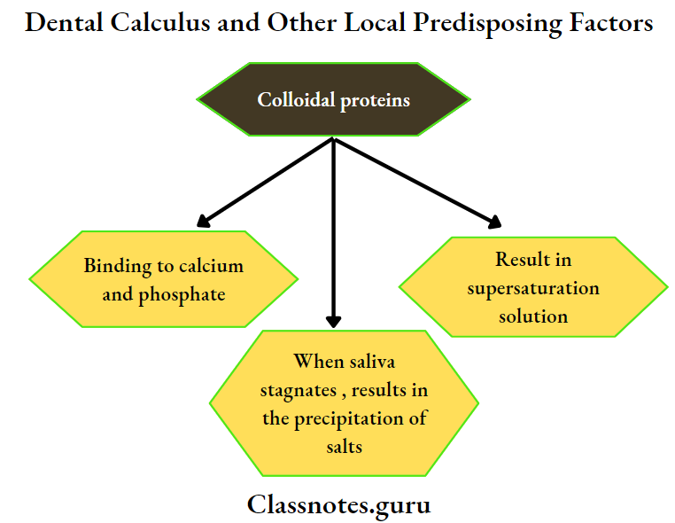 Dental Calculus and Other Local Predisposing Factors Colloidal proteins