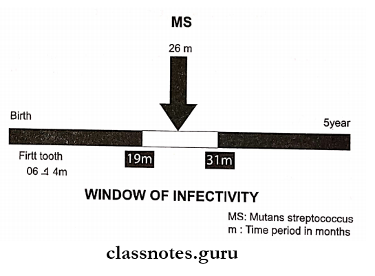 Dental Caries Window Of Infectivity