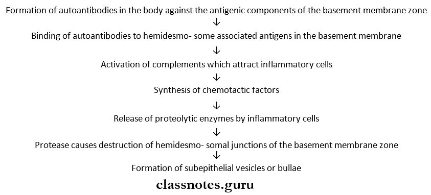 Diseases Of The Skin Pemphigoid Pathogenesis