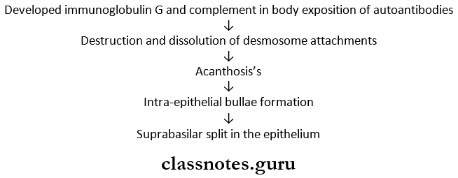Diseases Of The Skin Pemphigus Etiopathogenesis