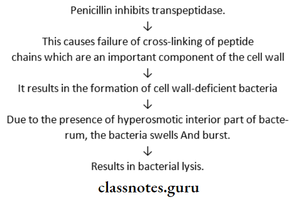 General Considerations Penicillins Mechanism Of Action