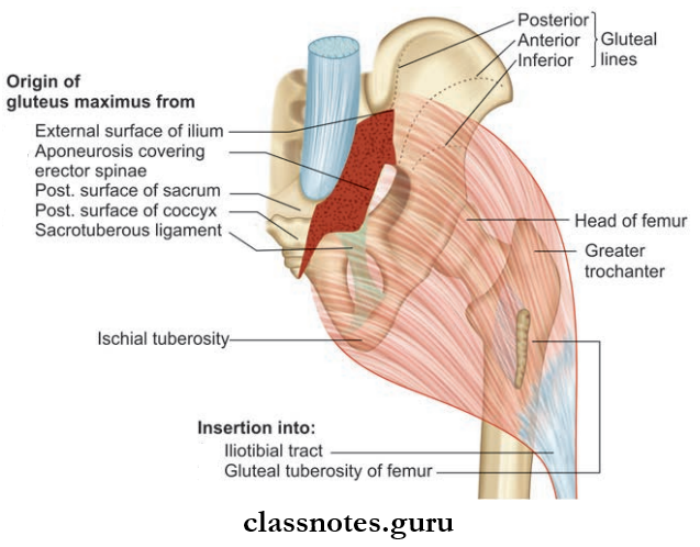 Gluteal Region Attachments Of The Gluteus Maximus