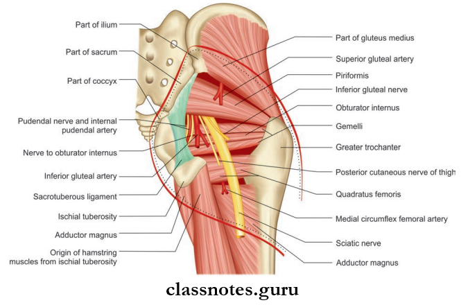 Gluteal Region Structures Under Cover Of Gluteus Maximus