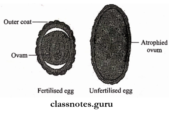 Helminths Eggs of Ascaris lumbricoides