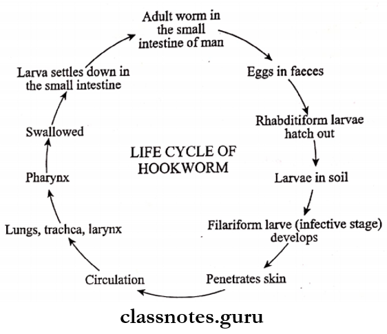 Helminths Life cycle of Hookworm