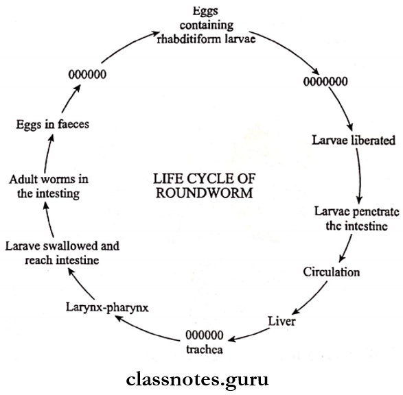 Helminths Life cycle of Roundworm