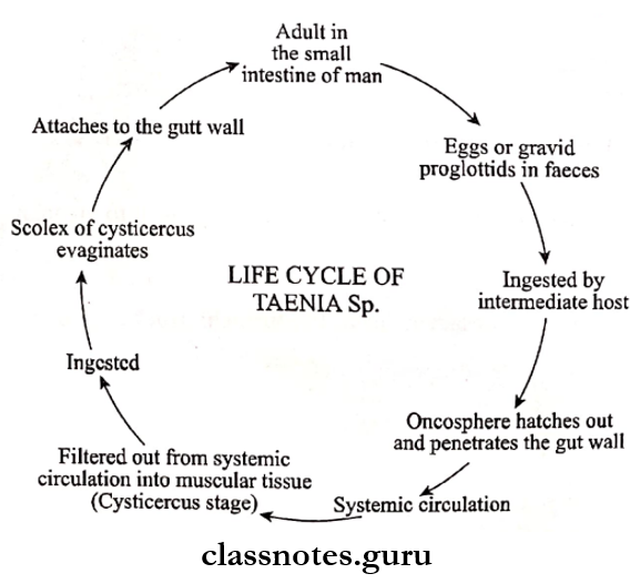 Helminths Life cycle of Taenia Sp.