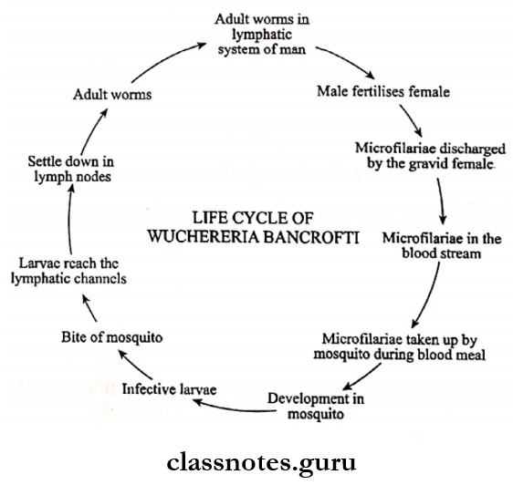 Helminths Life cycle of Wuchereria Bancrofti