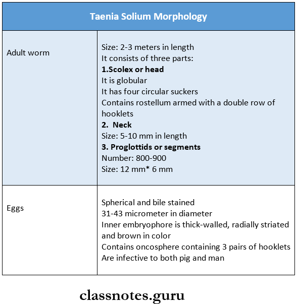 Helminths Taenia Solium Morphology