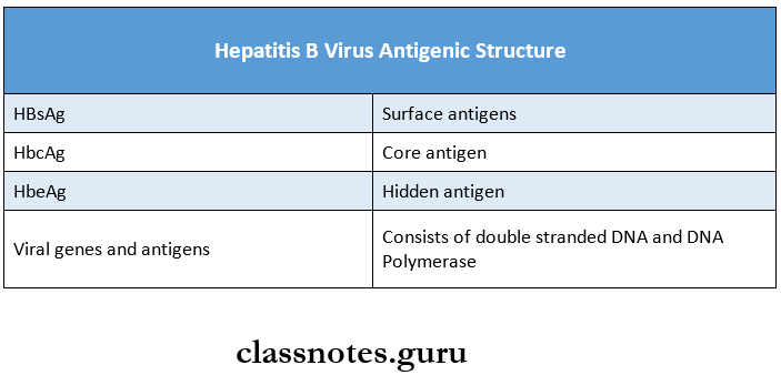 Hepatitis Viruses Hepatitis B Virus Antigenic Structure