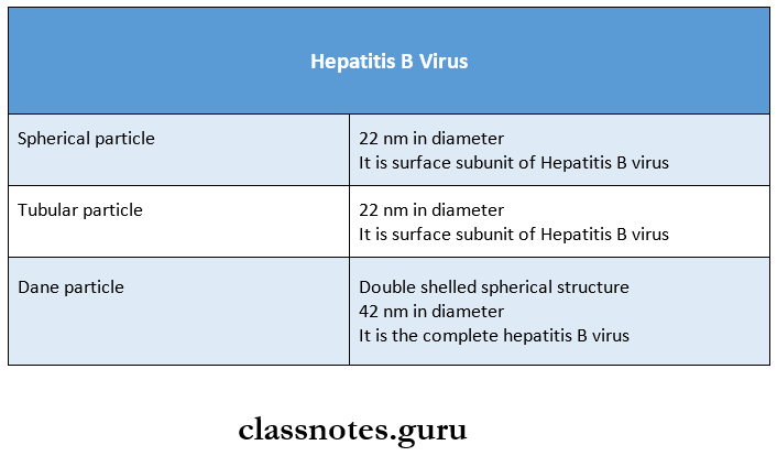 Hepatitis Viruses - Hepatitis B Virus