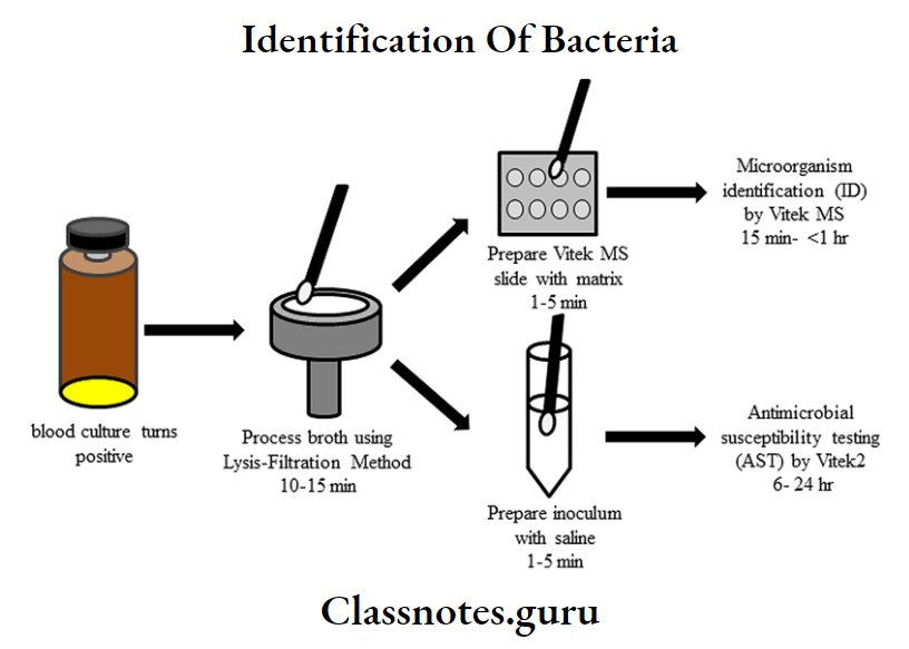 Identification Of Bacteria Identification And Antimicrobial Susceptibility Testing Of Bacteria Directly From Positive Blood Culture