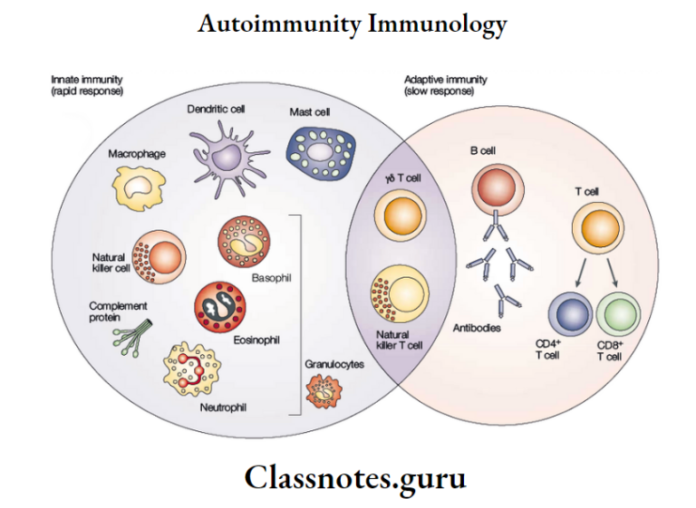 Cytokines Functions And Regulation Class Notes