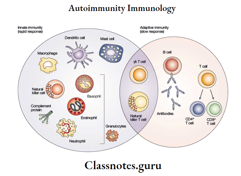 Immune Response The immune system