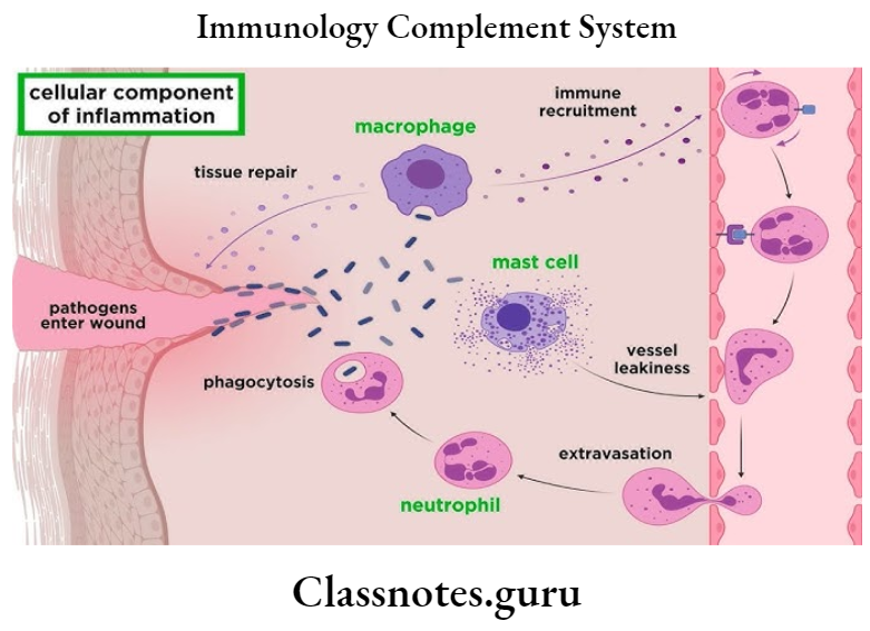 Im munology Complement System Celluar Component Of Inflammation