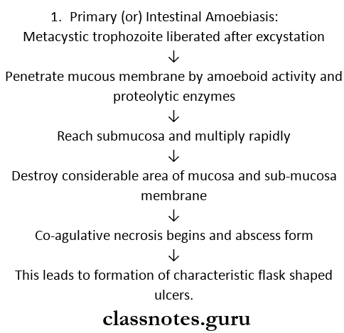 Infections And Infestation Primary Amoebiasis