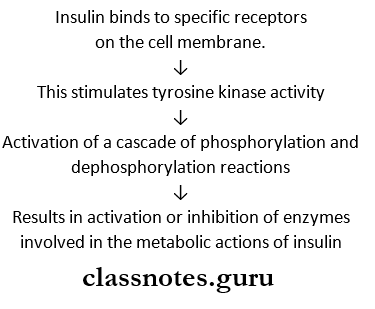 Insulin And Oral Hypoglycaemics Insulin Mechanism Of Action