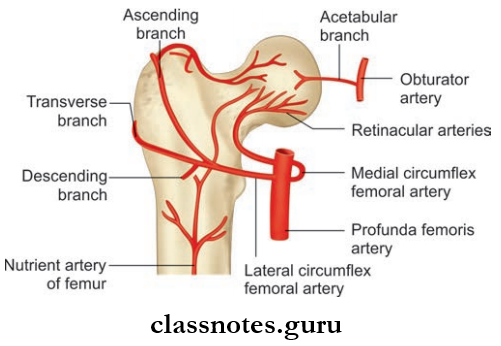 Joints Of Lower Limb Arterial Supply Of Head And Neck Of Femur