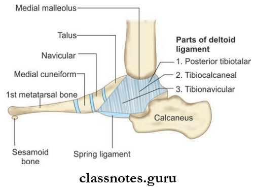 Joints Of Lower Limb Attachments Of Deltoid Ligament of Ankle Joint
